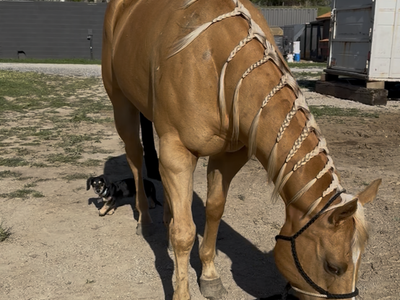 Aqha palamino mare