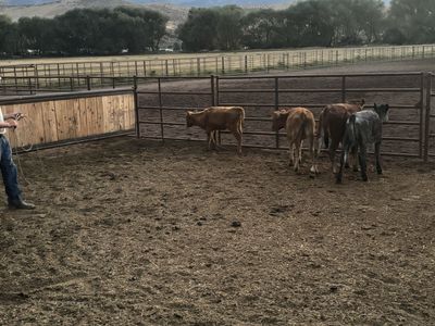 Calves for sale