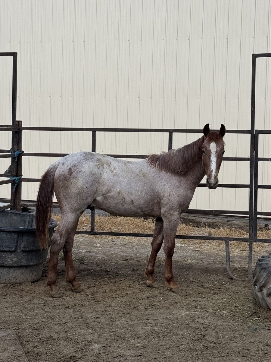 2025 Red Roan colt