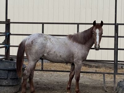 2025 Red Roan colt