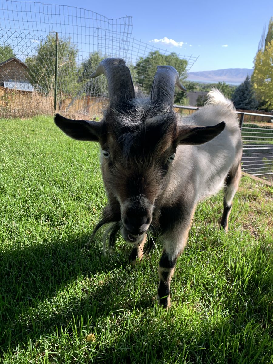 Pygmy Goat 50% Wether 50% Buck Horned