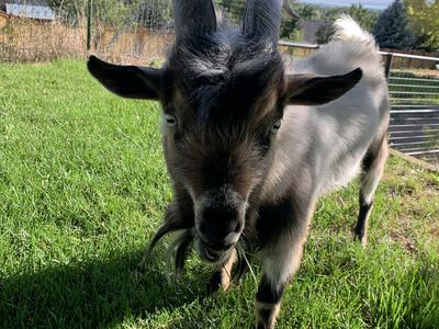 Pygmy Goat 50% Wether 50% Buck Horned