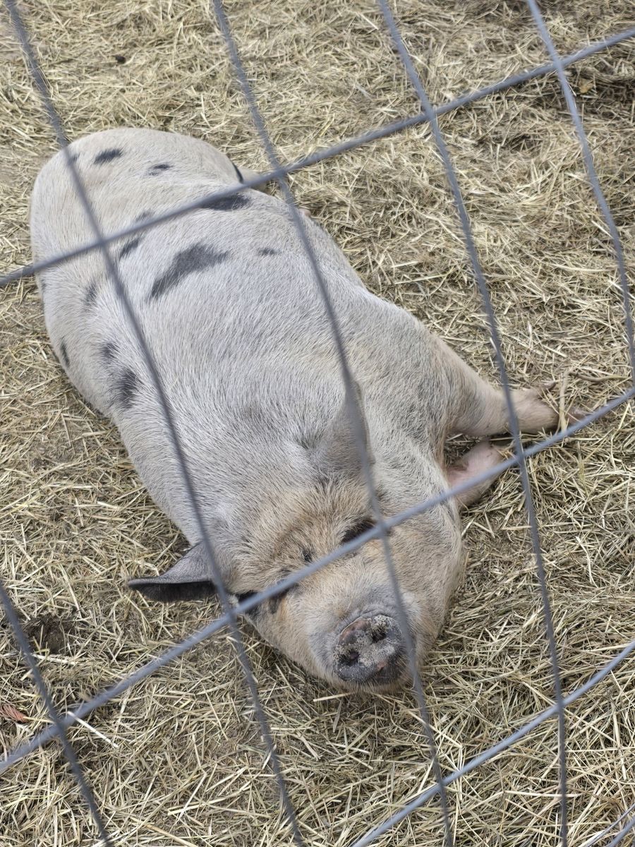 Kunekune Pigs - Males & Females Available