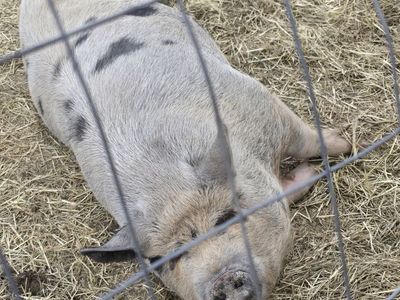 Kunekune Pigs - Males & Females Available