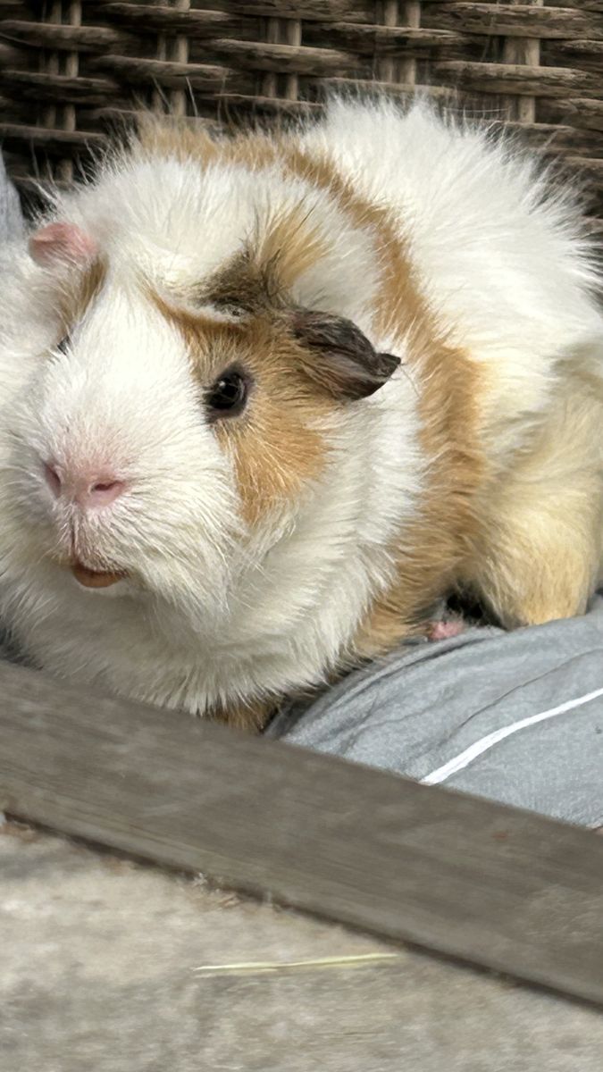 Guinea Pig