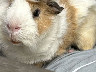 Guinea Pig