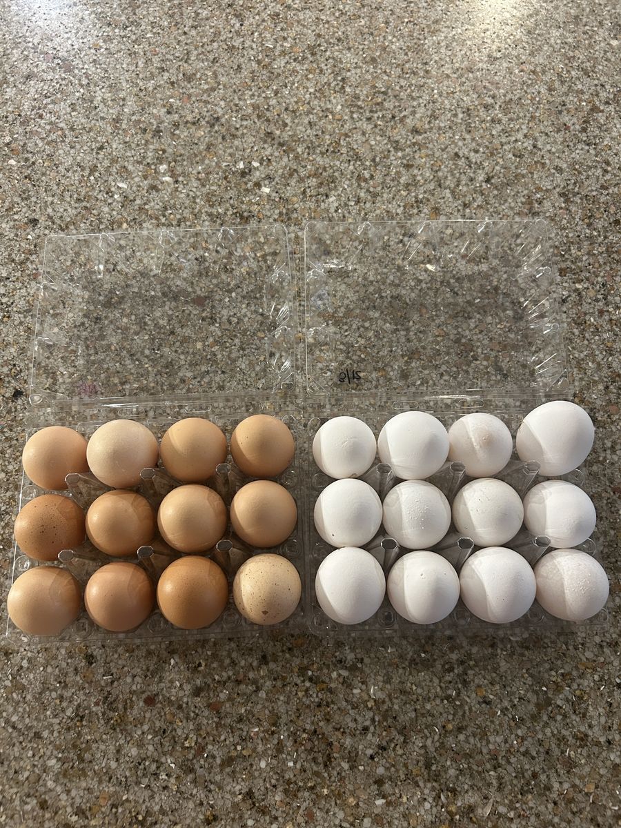 Organic Fresh Eggs