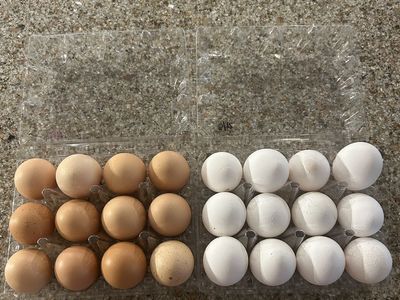 Organic Fresh Eggs