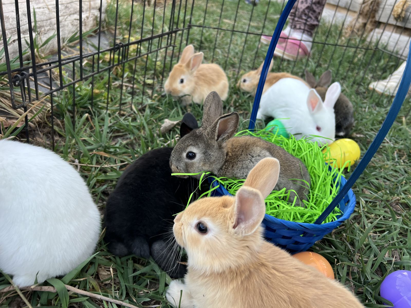 Bunnies! 3 Different Breeds To Choose From