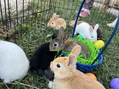 Bunnies! 3 Different Breeds To Choose From