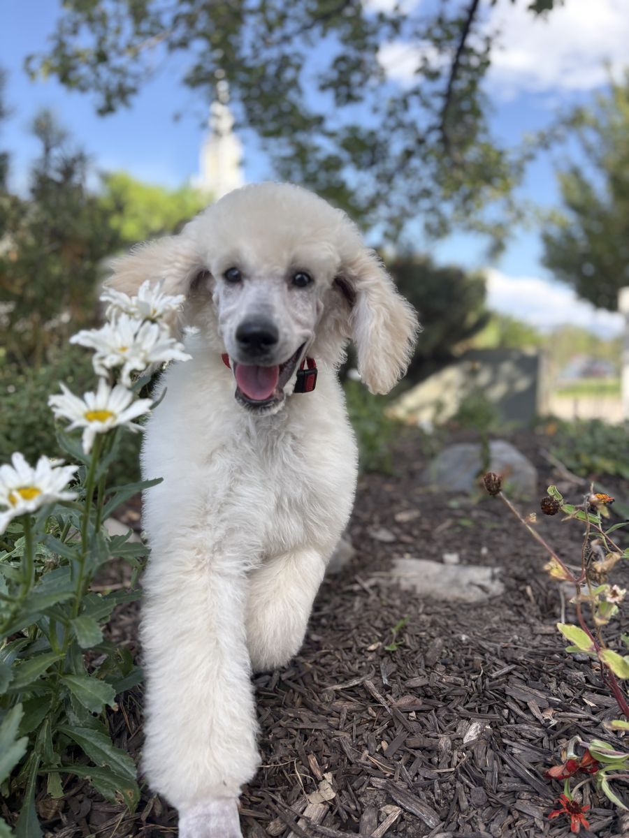 AKC Standard Poodles White