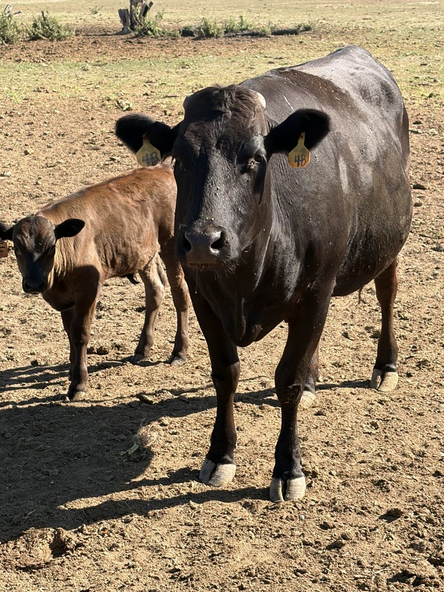Full blood Wagyu pairs
