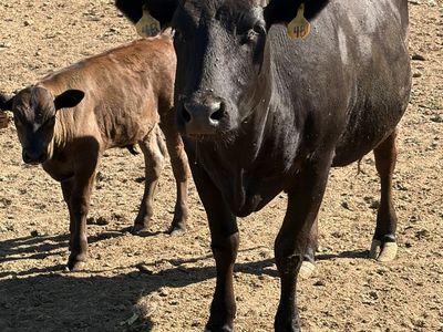 Full blood Wagyu pairs