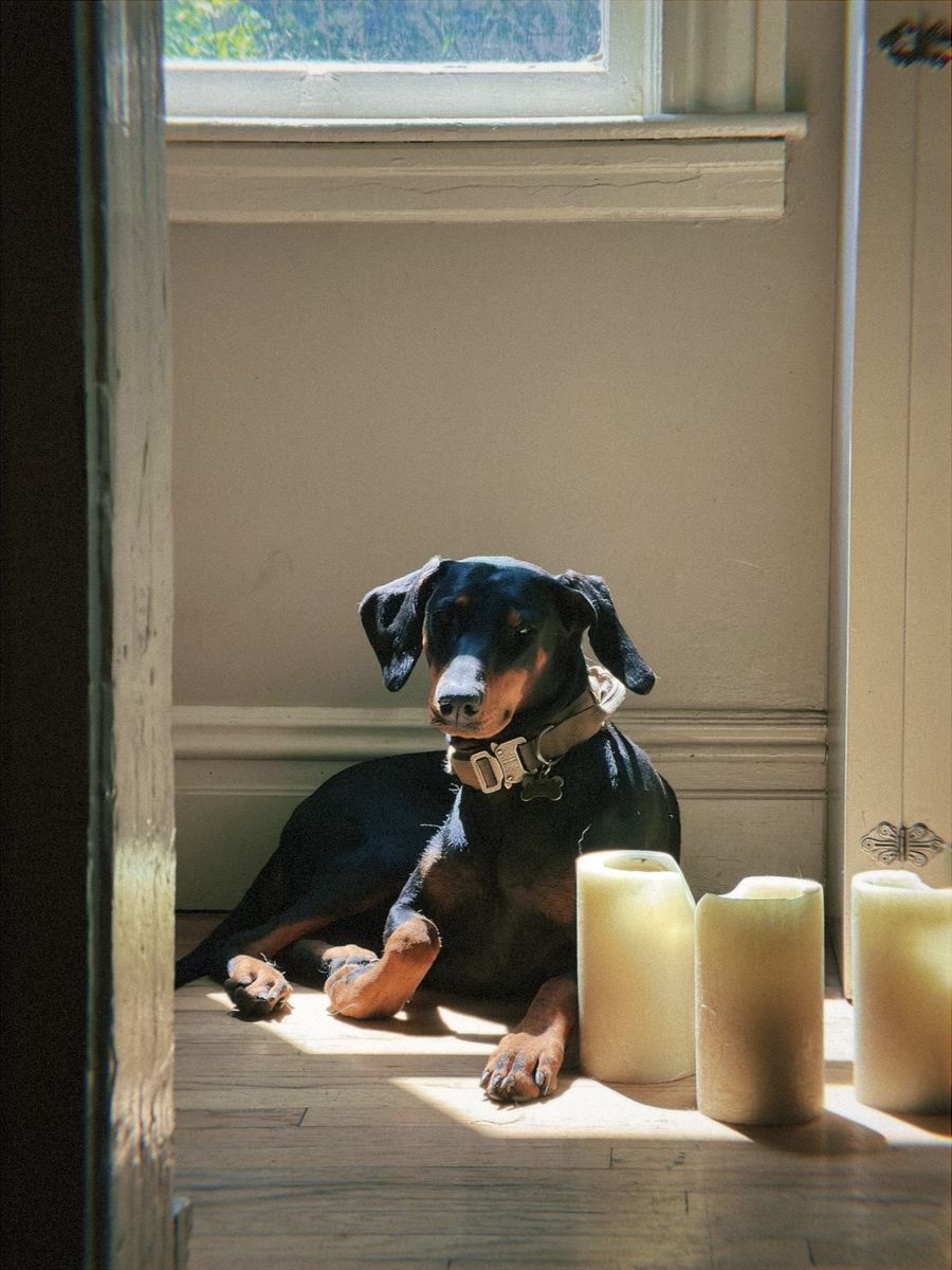 American Doberman - 1.5-2 years