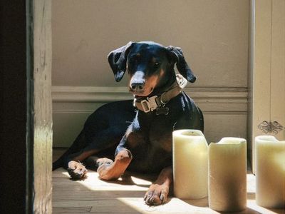 American Doberman - 1.5-2 years