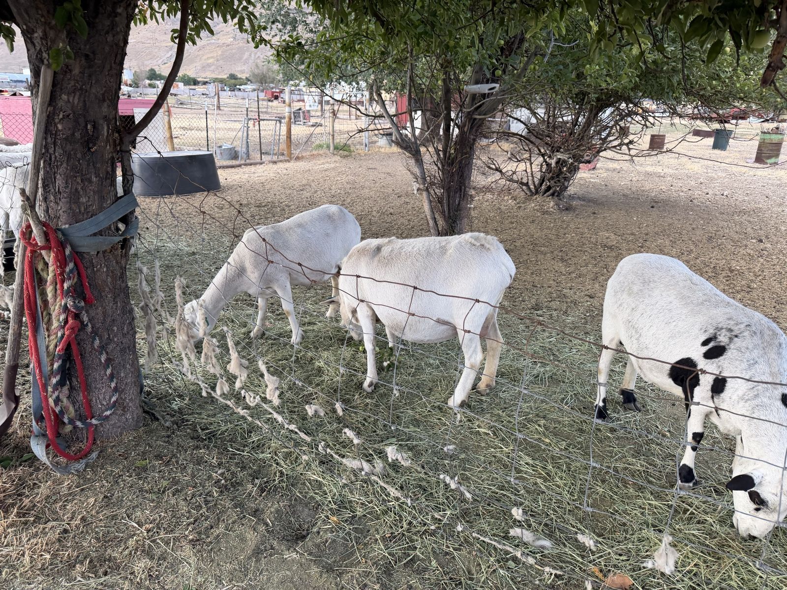 Main image 2