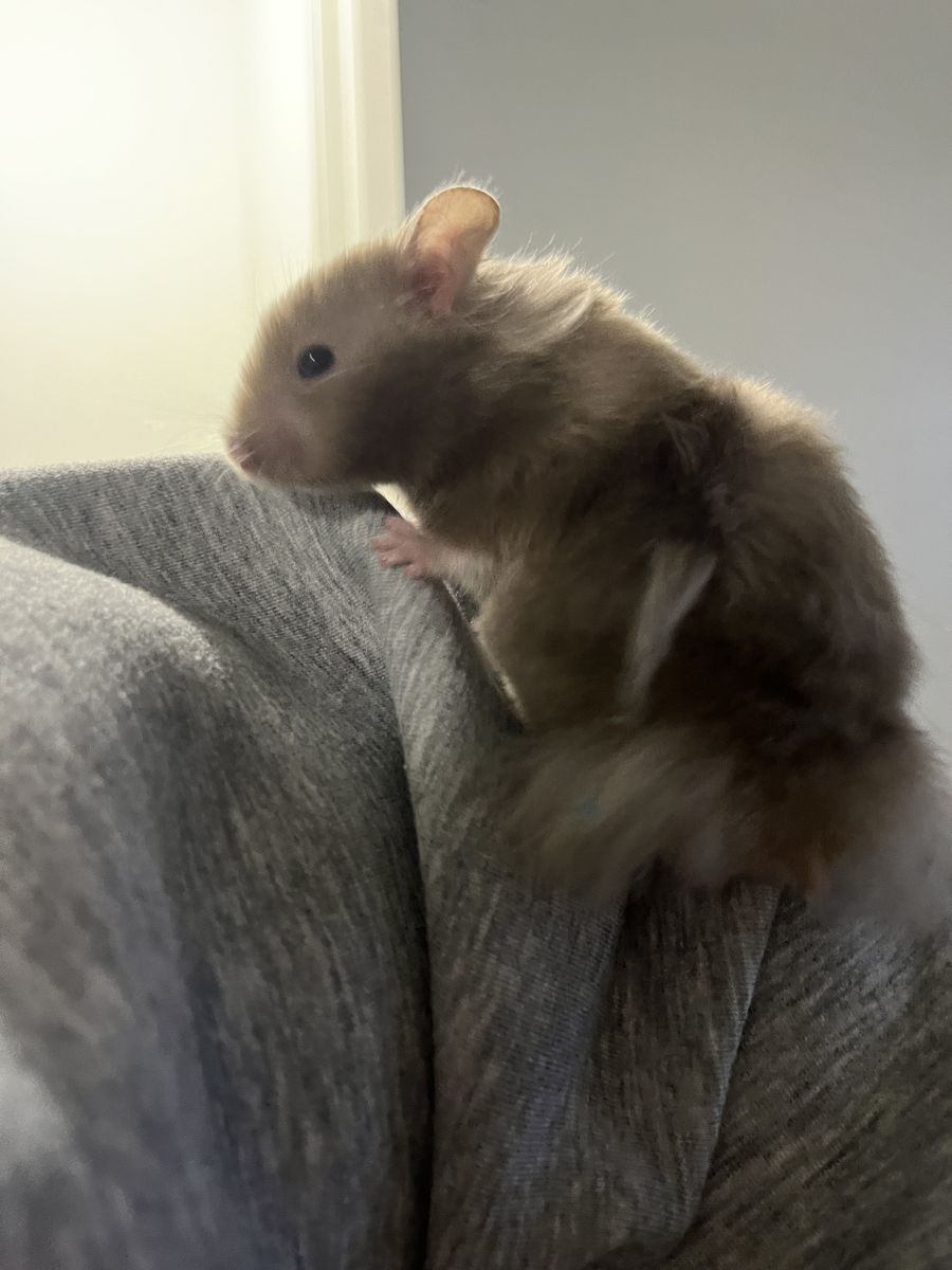 Syrian hamsters with cage - Searching for a good home