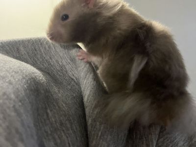 Syrian hamsters with cage - Searching for a good home