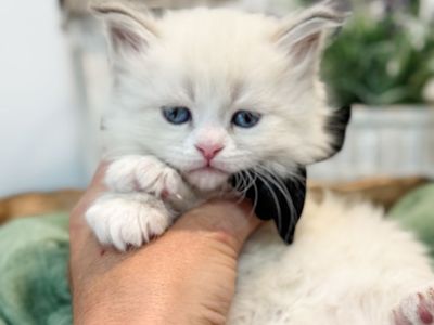 Hypoallergenic Siberian Kittens