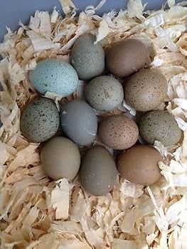 Fertilized button quail eggs