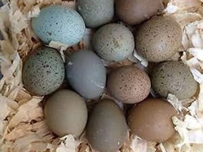 Fertilized button quail eggs