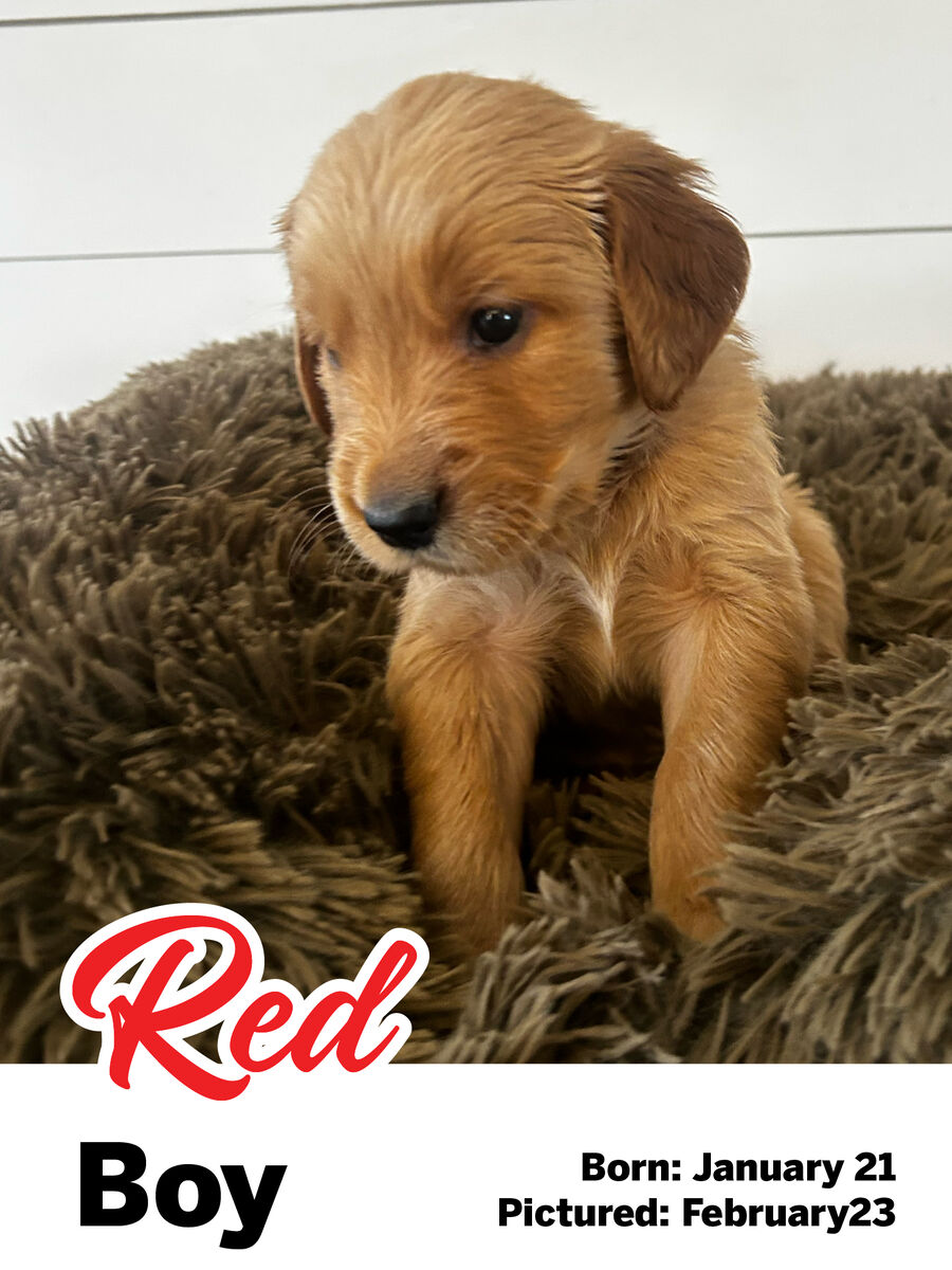 Golden Retriever puppy "Red boy"