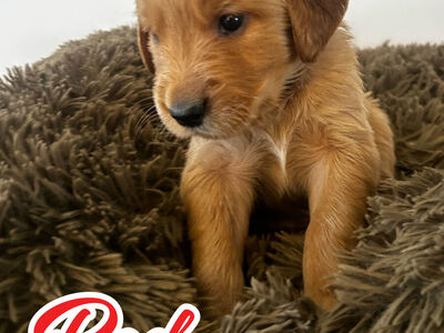 Golden Retriever puppy "Red boy"