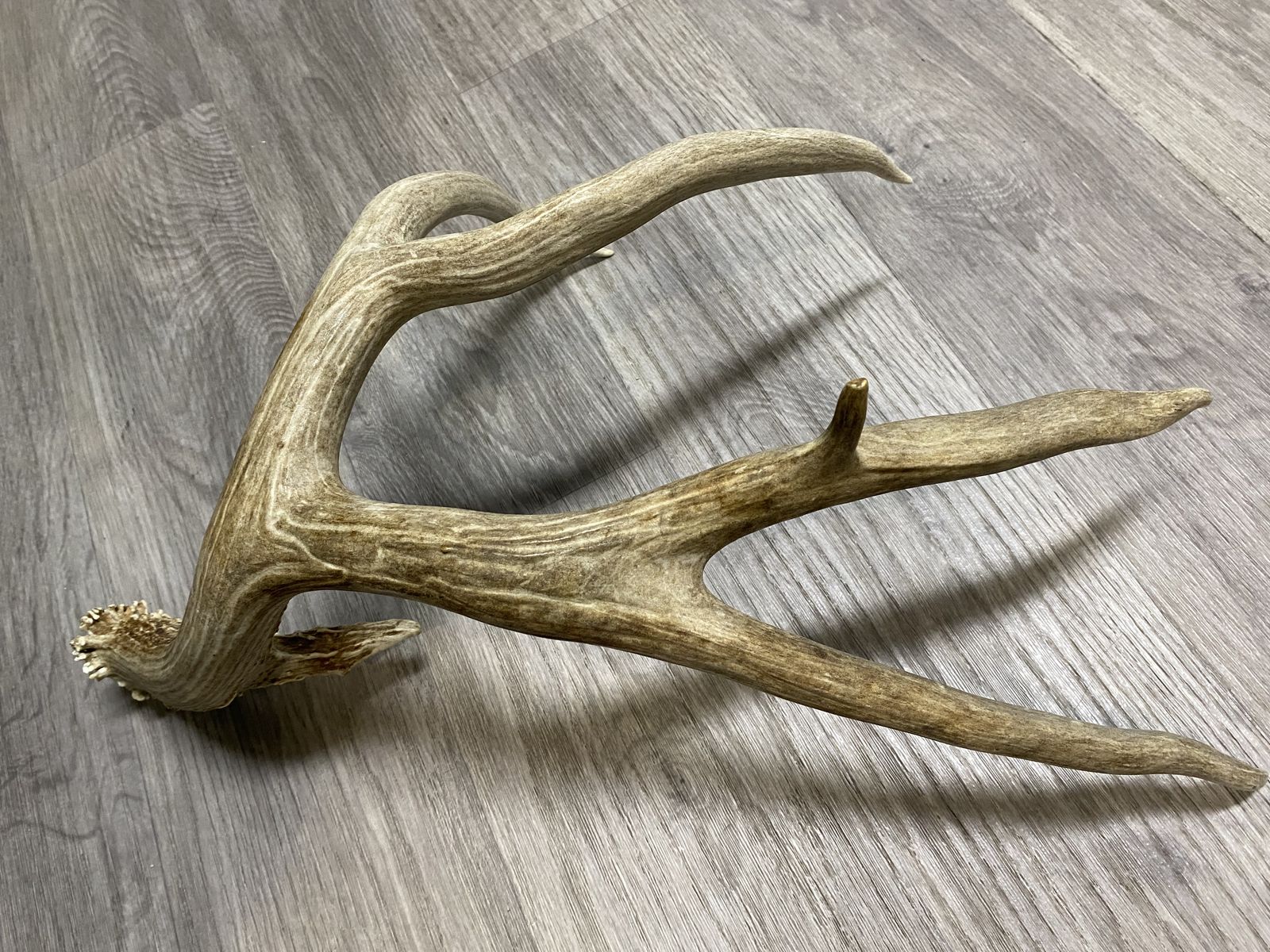 Huge 90” Trophy Mule Deer Shed off A 200” Typical!