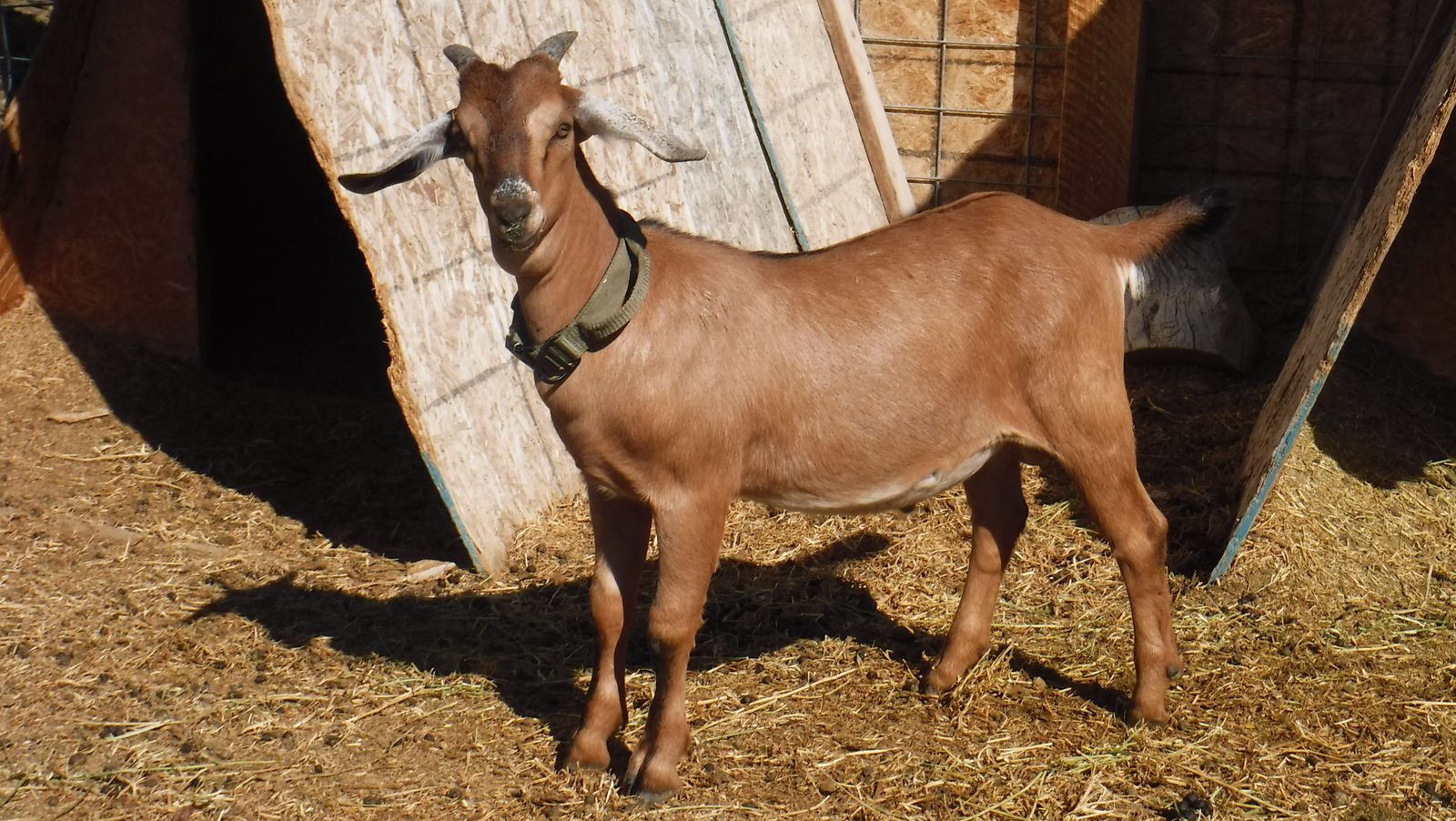 Nubian / Alpine mix buckling buck