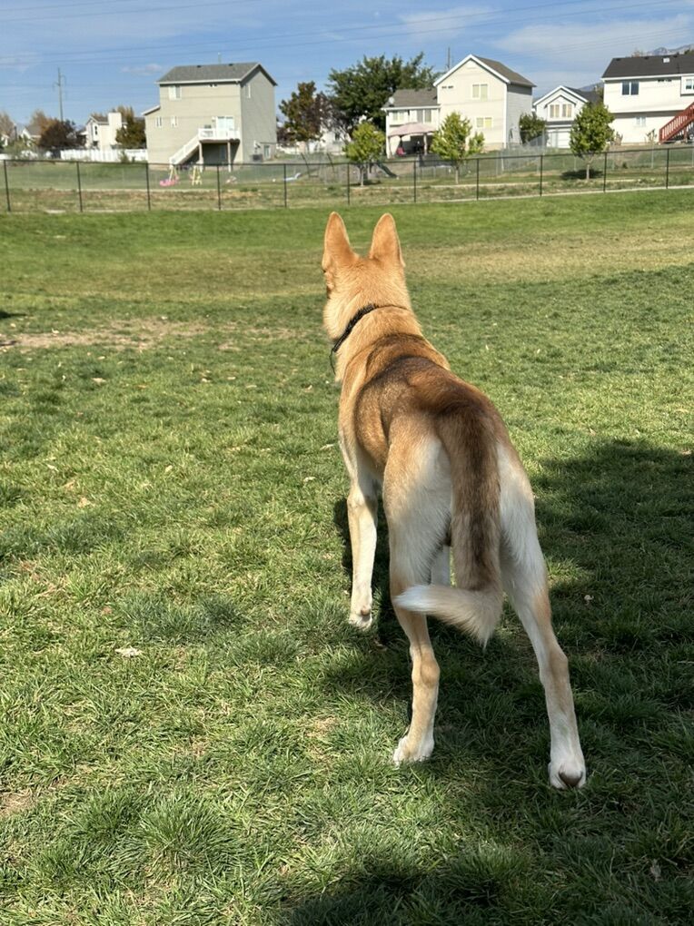 German Shepherd/Malanois STUD available