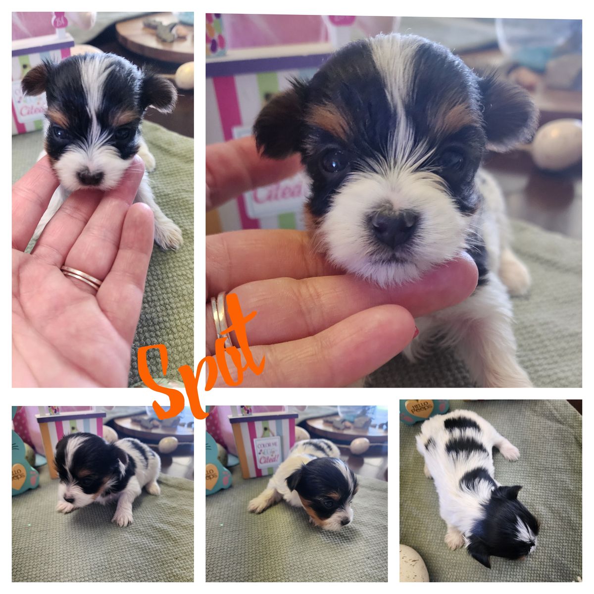 Yorkshire/Yorkie puppies