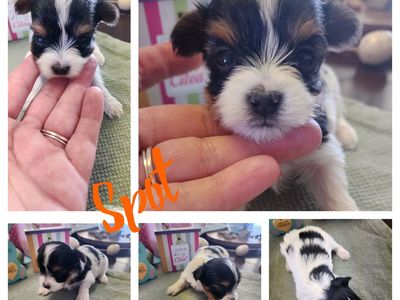 Yorkshire/Yorkie puppies