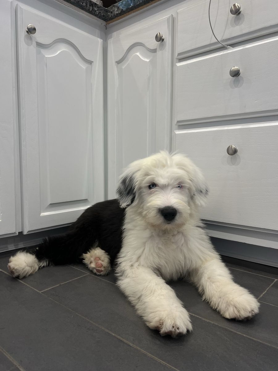 Old English Sheepdog Puppy | Sheep Dog | Puppy Sheepadoodle