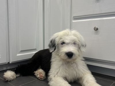 Old English Sheepdog Puppy | Sheep Dog | Puppy Sheepadoodle