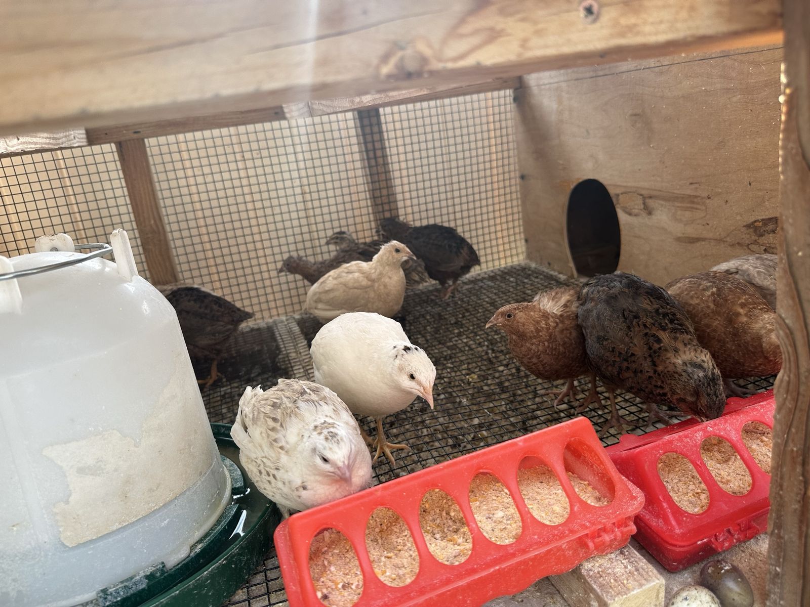 Coturnix quail and coup
