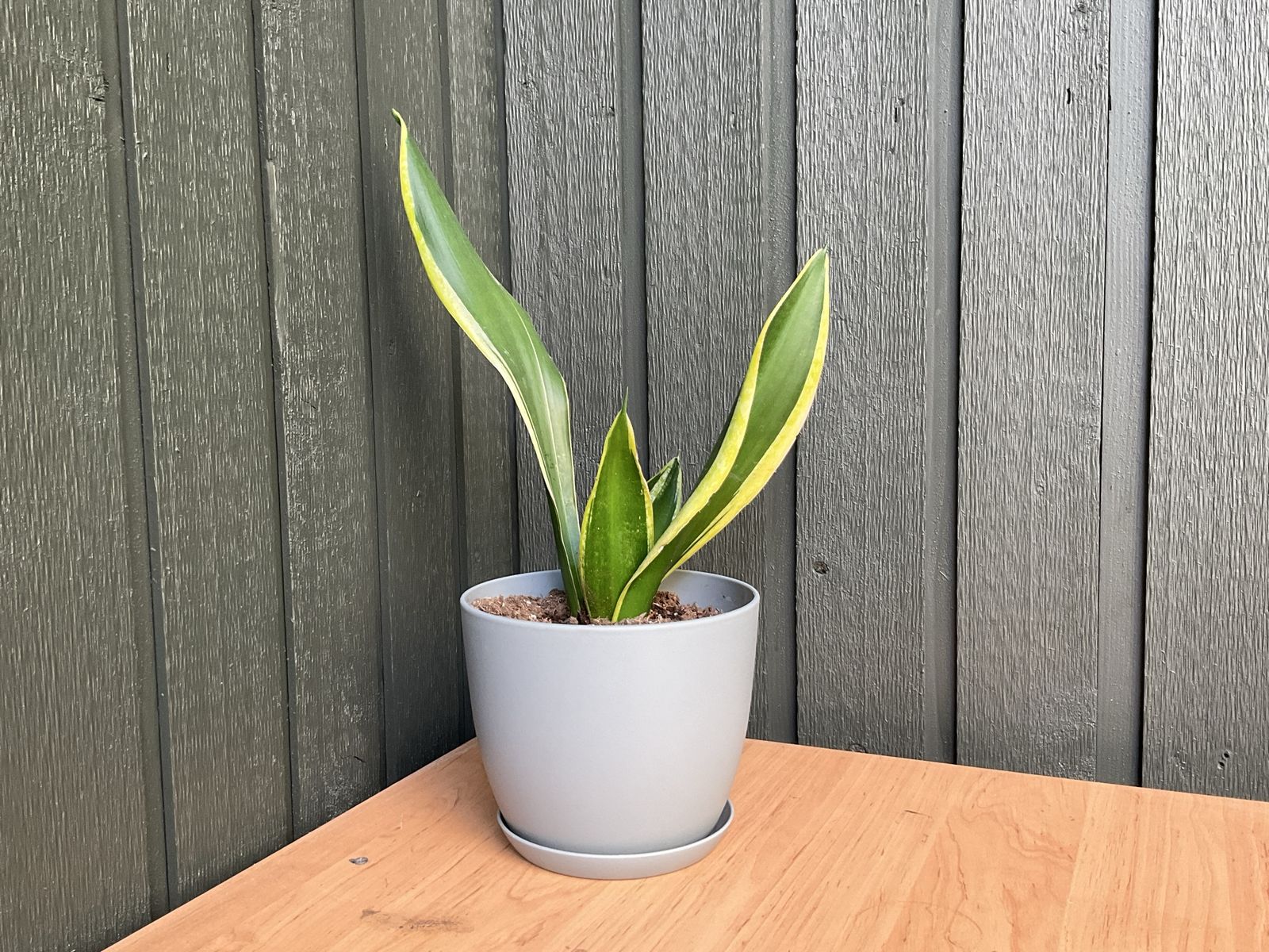 Sansevieria trifasciata 'Laurentii' Snake Plant - Easy Care Live Houseplant in Grey Pot