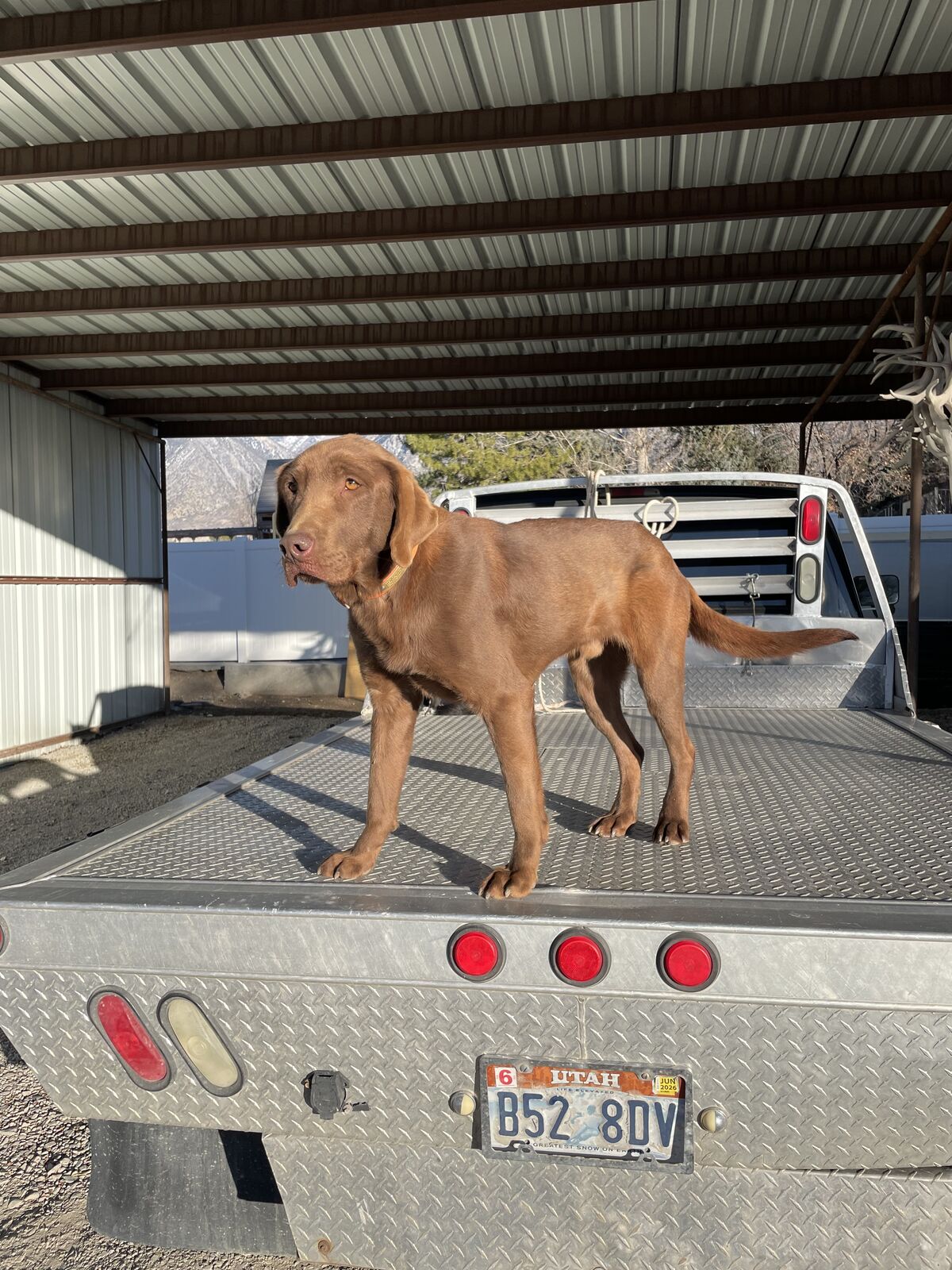 Chocolate Labrador Retriever