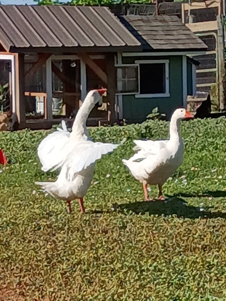 River and Rio the Goose Pair