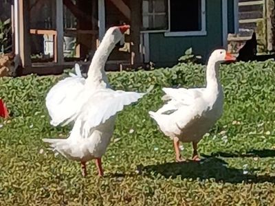 River and Rio the Goose Pair