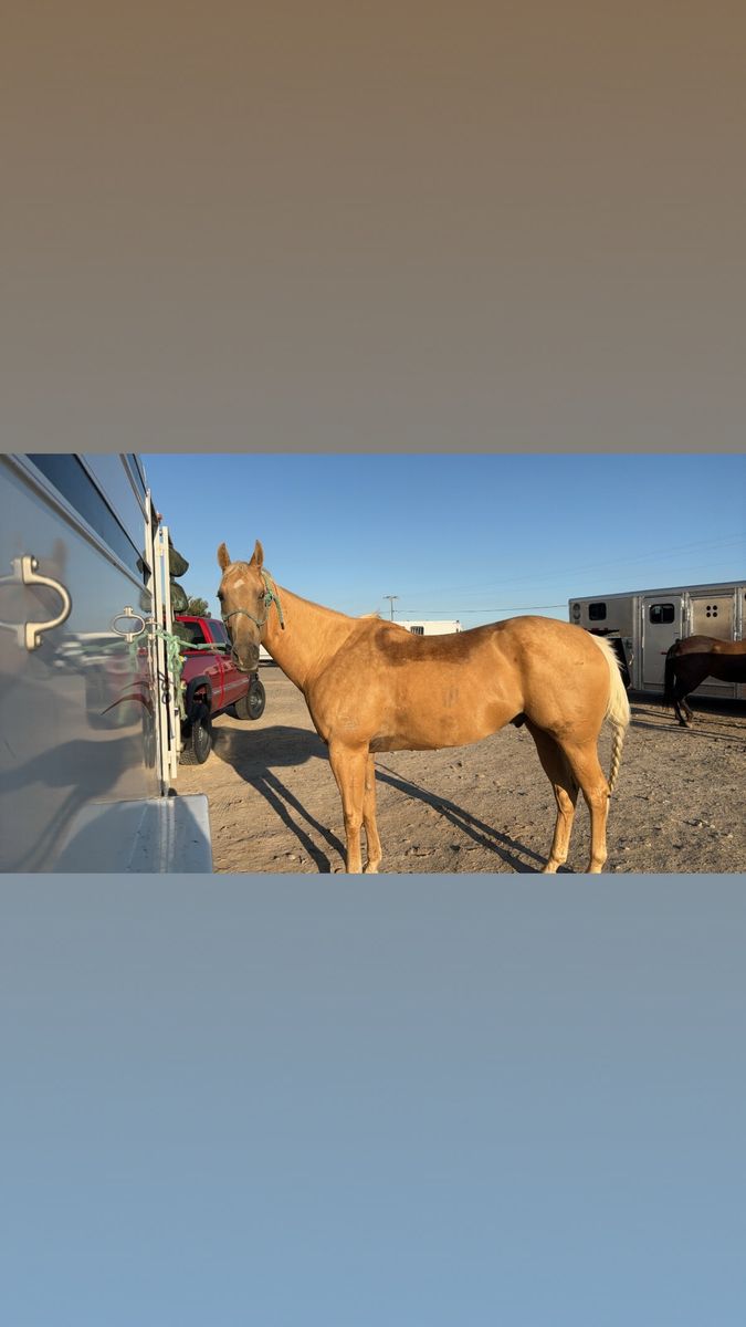 Broke Palomino Gelding