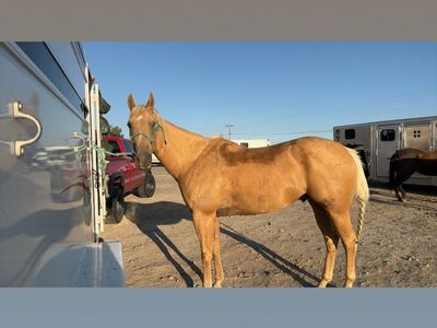 Broke Palomino Gelding