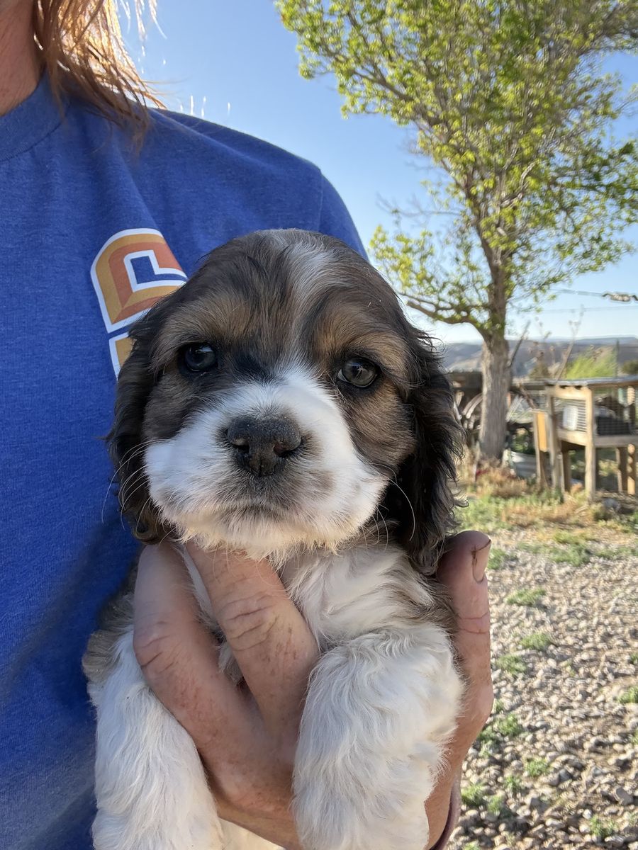 AKC Cocker Spaniel Puppies