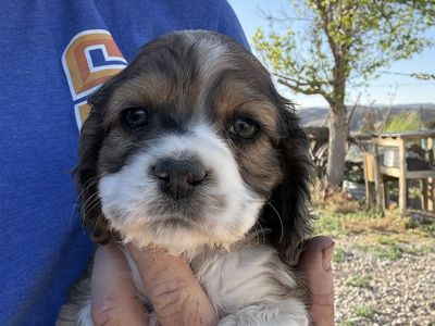 AKC Cocker Spaniel Puppies