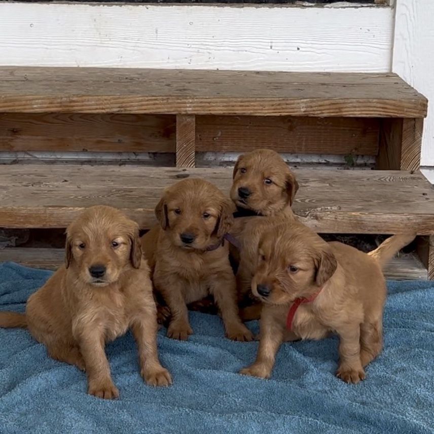 AKC Golden Retriever Puppies - Red Coated, Field-Bred, Vet-Checked, First Shots