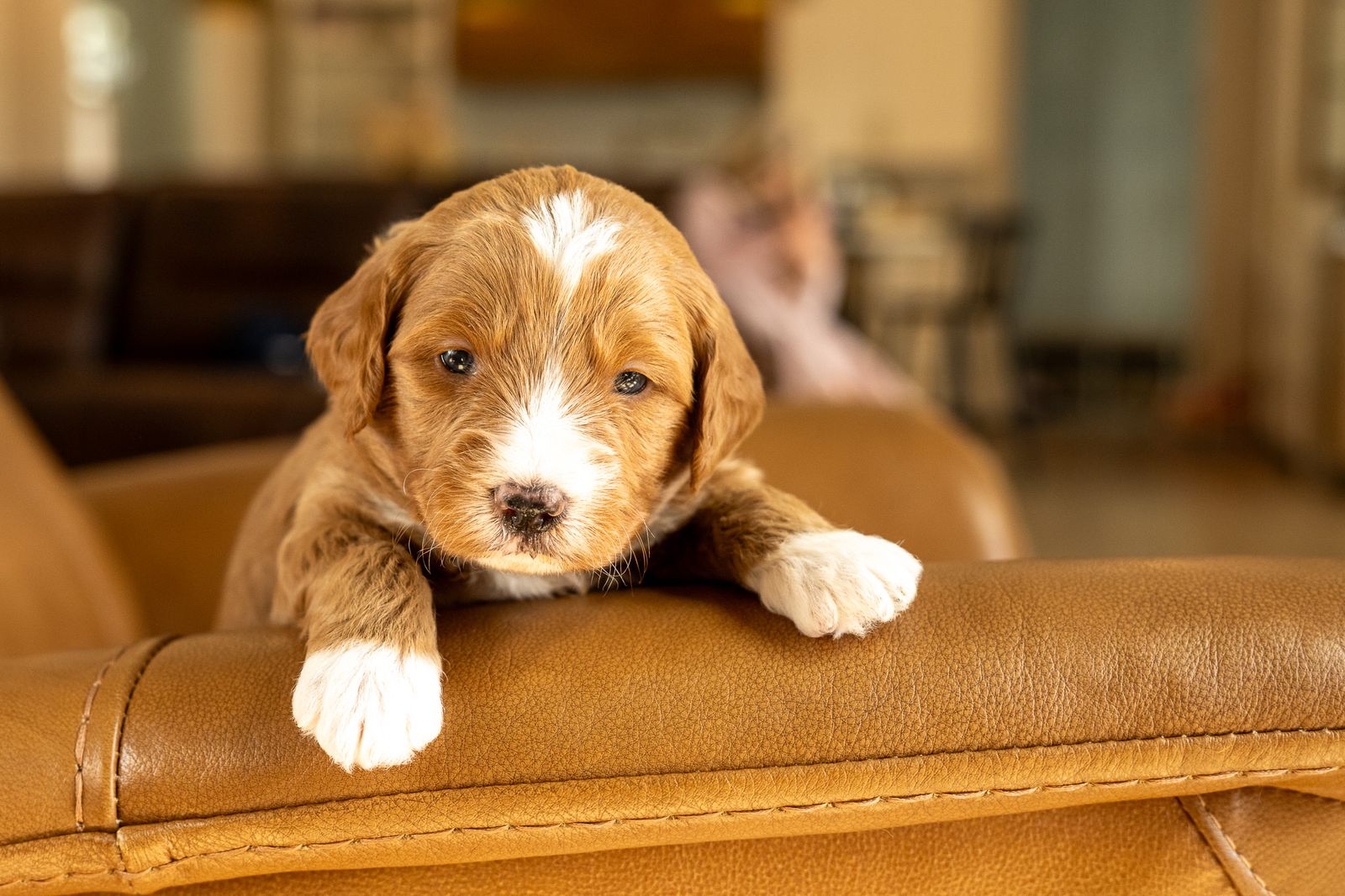 F1 Mini-Goldendoodle Male *Theraputic Grade