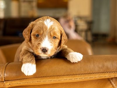 F1 Mini-Goldendoodle Male *Theraputic Grade