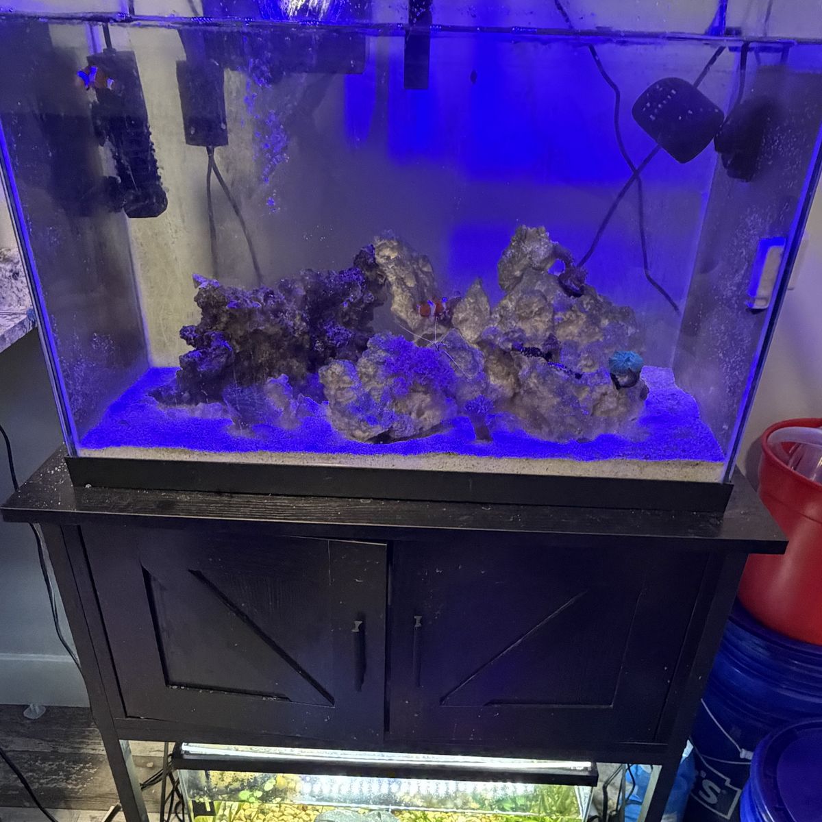 20 Gallon Tall Salt Water Tank