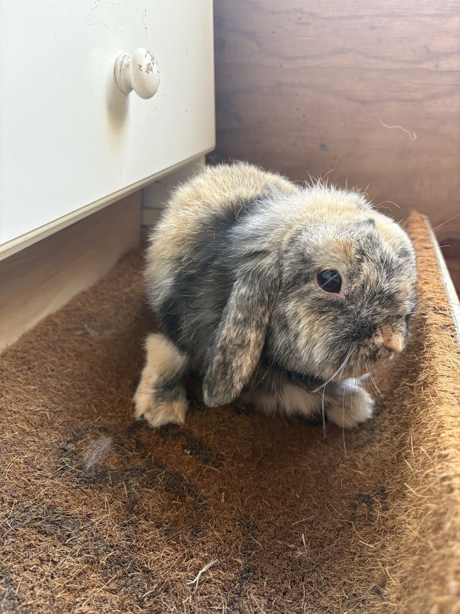 Holland Lop Doe