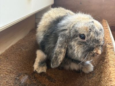 Holland Lop Doe
