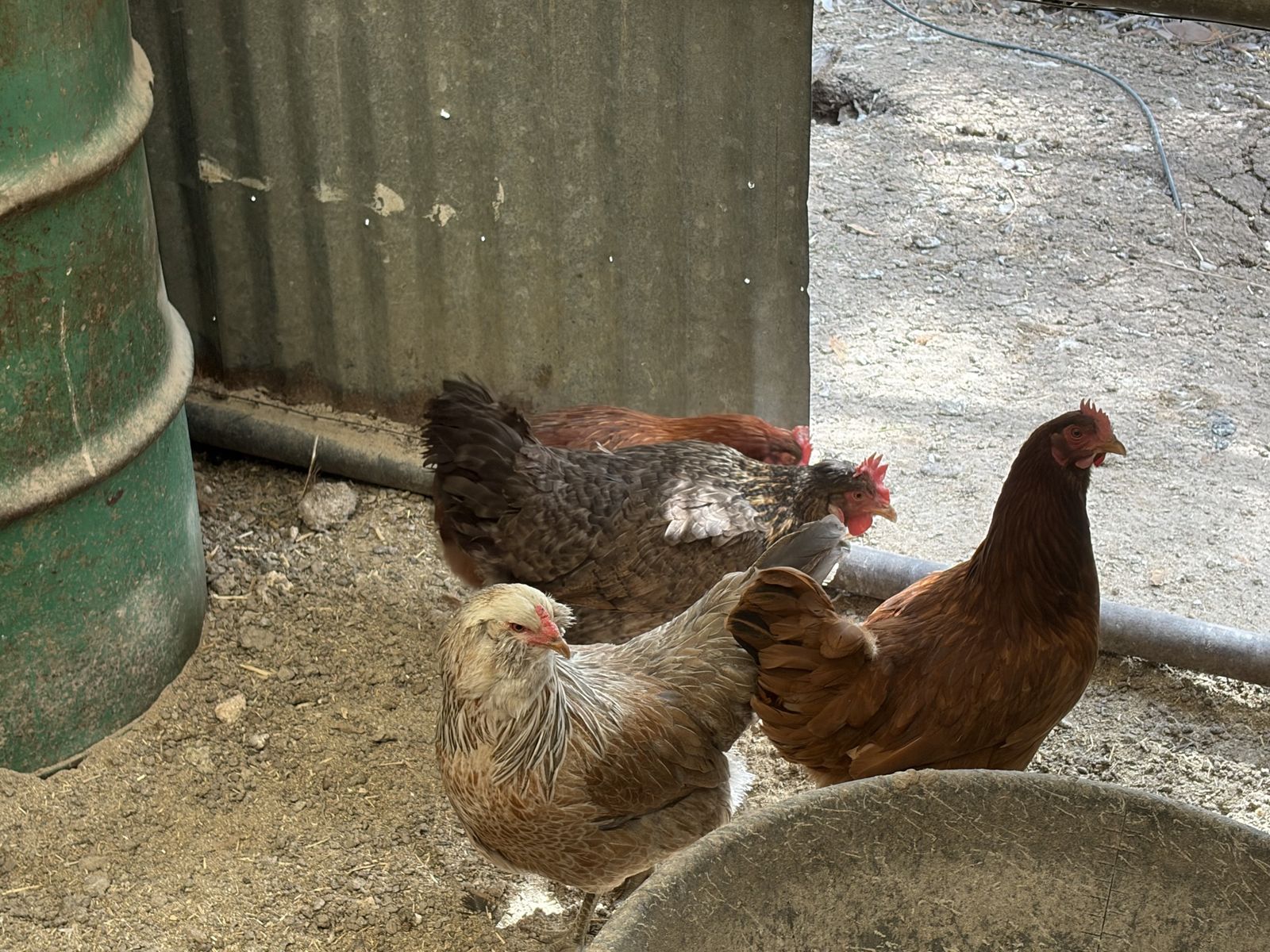 Chickens